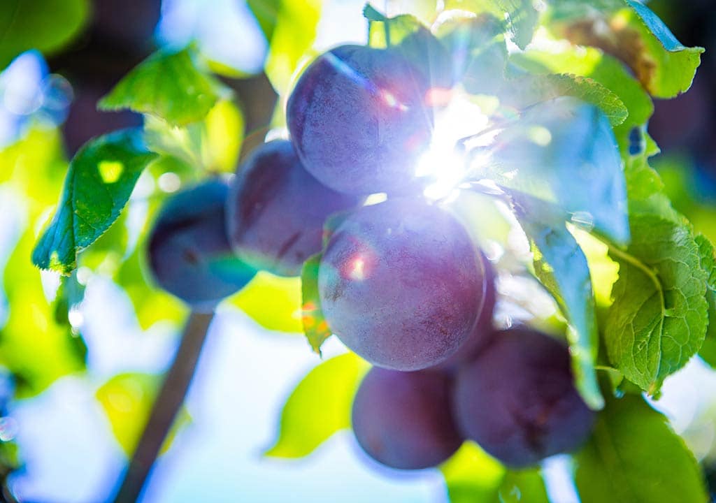 Prunes from Skopelos