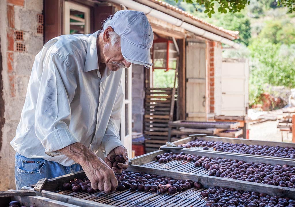 Prunes selection for Prunia Liqueur