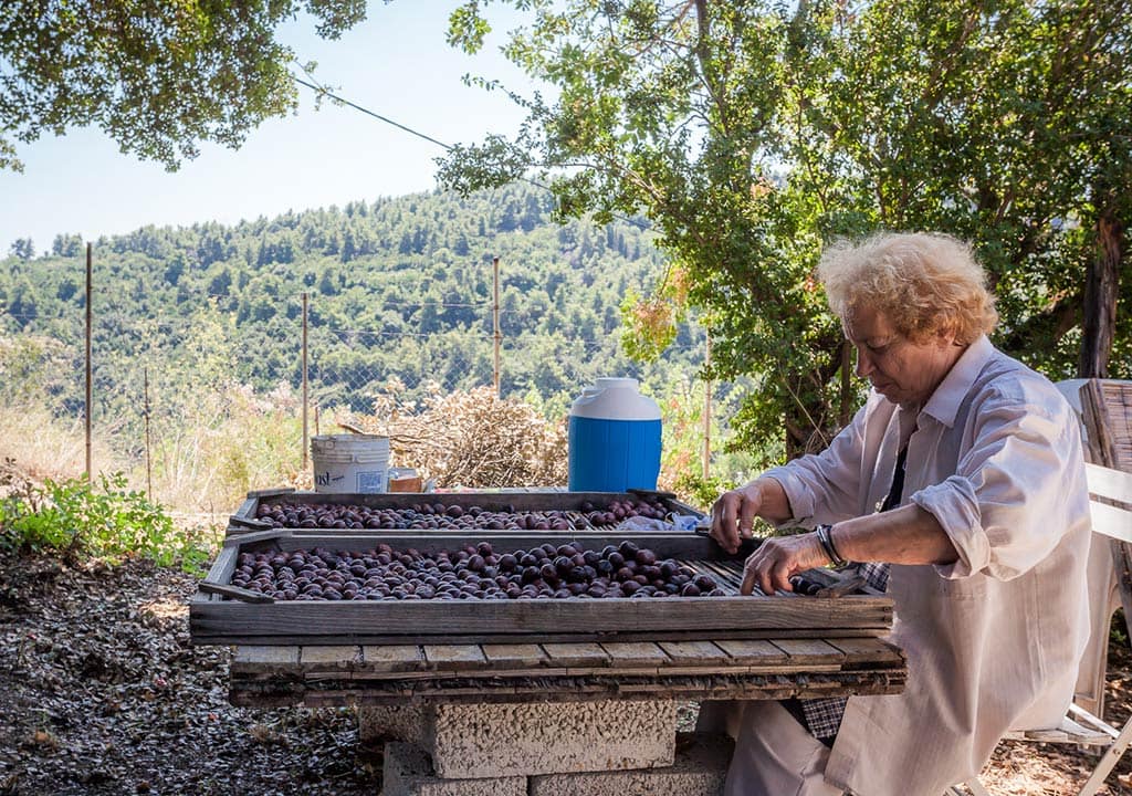 Prunes selection for Prunia Liqueur